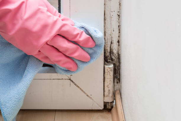 Best Bathroom Mold Remediation in Ridley Rk, PA